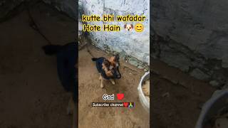 kutte bhi wafadar Hote Hain 🐶😊  gsd viral germansheparddog shorts gsdindia doglover like [upl. by Eblehs]