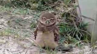 Burrowing Owls first attempt to music [upl. by Anthia]