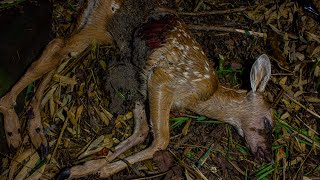 Deer Decomposition  Timelapse 4K [upl. by Trevorr]