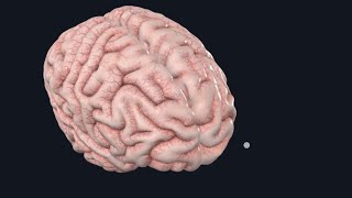 Anatomy of cerebral hemisheres  3D  part 1 [upl. by Alyahsal]