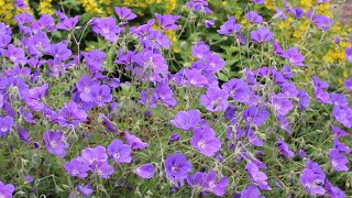 Geranium cranesbill Rozanne  FarmerGracycouk [upl. by Ainatnas509]