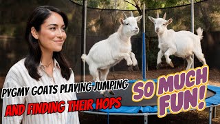 Pygmy Goats Playing Jumping and Finding Their Hops [upl. by Adnovad]