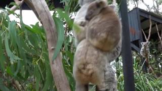 Mother Koala Nurses Twins [upl. by Ddej604]