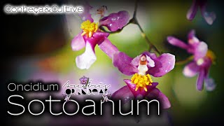 🌿🏳‍🌈💚 Oncidium sotoanum Ornithorhynchum  ConheçaampCultive 🌿 ArcoÍris de Orquídeas 🌿 [upl. by Aivek619]