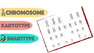 Chromosome Analysis with SmartType  Cytogenetic [upl. by Fante]