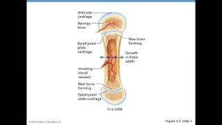 Bone Formation Fetus to Adult [upl. by Bailie108]