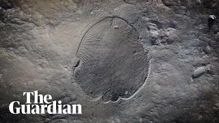 Scientists reveal secrets of oldest known animal fossil [upl. by Rosena]