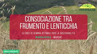 Consociazione tra frumento e lenticchia La sostenibilità insieme con il progetto H2020 IWMPRAISE [upl. by Nyliahs]