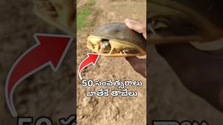 playing with tortoise 😭😭😭comedy madcreations funny farmers wildlife tortoise tortoiseslife [upl. by Binah]