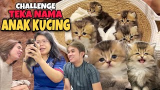 CHALLENGE TEKA NAMA ANAK KUCING BRITISH LONG HAIR SIAP PAKAIKAN RIBBON  COMEL GILER [upl. by Caras517]