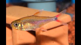 酒紅金燈魚Hemigrammus sp quotYurimaguasquot [upl. by Forster]