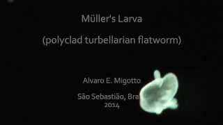 Müllers larva  polyclad turbellarian flatworm [upl. by Ynnus]