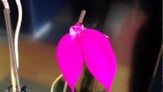 Masdevallia Coccinea Orchid Cuture and care [upl. by Maice662]