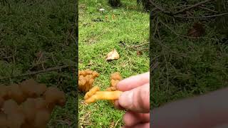 La Léotie visqueuse A ne pas confondre avec la chanterelle en tube  chanterelles champignons [upl. by Gardel]