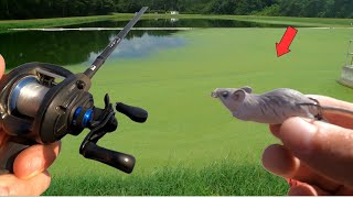 Fishing for AGGRESSIVE Bass using a MOUSE Lure Topwater Fishing [upl. by Ahidam396]