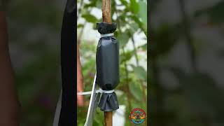 Grafting process🌿garden shortsvideo ytshortsindia youtubeshorts youtubevloggers youtubeapp [upl. by Crompton]