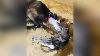 Newborn baby birth  horse birth baby  horse video  horse giving birth live  new baby [upl. by Bank]