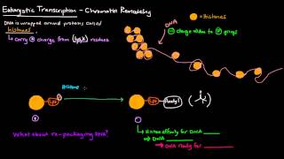 Chromatin Remodeling in Eukaryotes [upl. by Aiekahs]