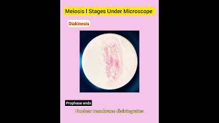 Meiosis l Stages Under Microscope [upl. by Elyag551]