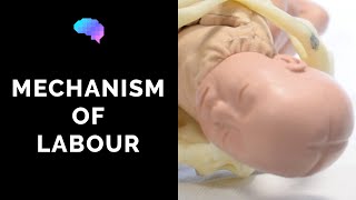 Mechanism of Labour amp Fetal Positions  OSCE Guide  UKMLA  CPSA [upl. by Stephine]