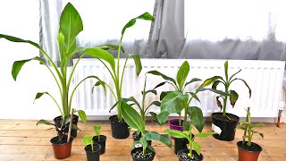 Banana Plants Update Rapid Growth And Four New Plants [upl. by Cal239]