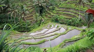 Vlog4  Nusa LembonganBounce Bali Rice Terrace Cliffdiving [upl. by Kiehl]