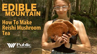 Edible Mountain  How To Make Reishi Mushroom Tea [upl. by Cob]