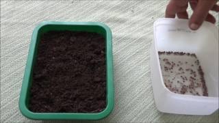 How to Plant Sensitive Plants From Seeds [upl. by Ahsenhoj]