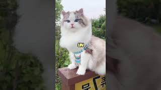 5 raza de gatos más hermosa de mundo viralvideo felinos gatos [upl. by Refinnaej485]