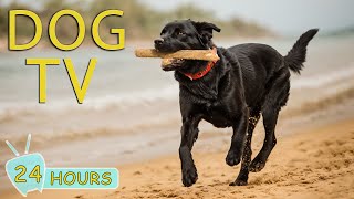 DOG TV The Best Video Entertainment for Relaxation and for Dogs Fun When Home Alone  Music for Dog [upl. by Atalanta149]