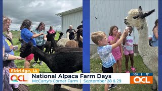 National Alpaca Farm Days at McCartys in Eldridge this weekend [upl. by Gargan]