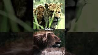 Smilodon Populator vs American Lion shorts 1v1 lion cats paleontology [upl. by Biddy220]