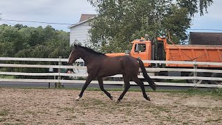 Bocephuss 1st Turnout after a Long Trailer Ride [upl. by Slifka]