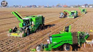 Potato Harvest  3x AVR PUMA 4 row bunker harvesters  tough conditions  Breure contracting [upl. by Atila]