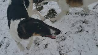 Borzoi Puppies in Snow [upl. by Kiri534]