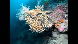 Our secret coral reef  🇬🇷North Evia Island Greece [upl. by Concordia]