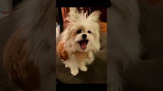 creatorsearchinsight pomeranianpuppy pomeraniandog dog pomeranian shihtzu shiranian funnydog [upl. by Arreip]