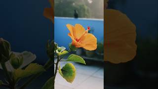 flower status video shortvideo viralvideo nature flowers status shorts fullscreenstatus [upl. by Remo]