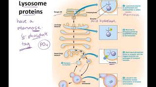 Endosomes to Lysosomes lecture [upl. by Noah]