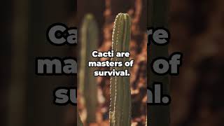 How to Water Cacti Correctly  Essential Tips [upl. by Arannahs]