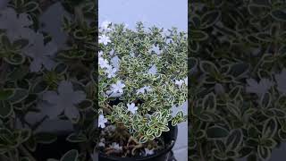 Flowering Serissa Bonsais bonsai love gardening flowers shortsfeed shorts beautiful [upl. by Harwill]