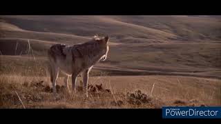 John Dunbar theme from dances with wolves [upl. by Emory616]