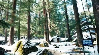 Deodar Cedar Forest in ManaliHimachalPine Tree IndiaHimalayan treesCedarwoodCedrus Deodara [upl. by Faucher735]