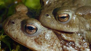 The Surprisingly Violent Mating Ritual of the Common Toad 4K [upl. by Icart]