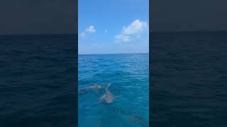 Snorkeling with Nurse Sharks in the Maldives shorts [upl. by Earal]