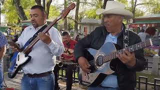 Dedicamos una rola con los musicos chirrines para todos los seguidores paisanos desde la plazuela [upl. by Josy]