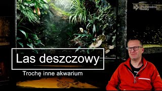 Las deszczowy  trochę inne akwarium [upl. by Mlawsky704]