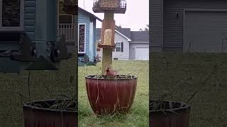 Solo Cardinal chirping away birdslover birdwatchinglife birdenthusiast [upl. by Anayhd634]