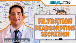 Renal  Filtration Reabsorption and Secretion Overview [upl. by Emarej]