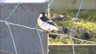 Cretzschmars Bunting and Caspian Stonechat  Fair Isle Shetland [upl. by Peterson906]